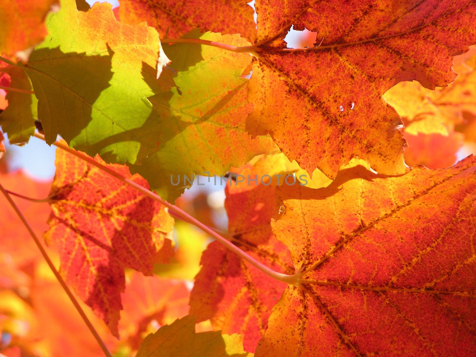 Colorful green, red and yellow fall leaves