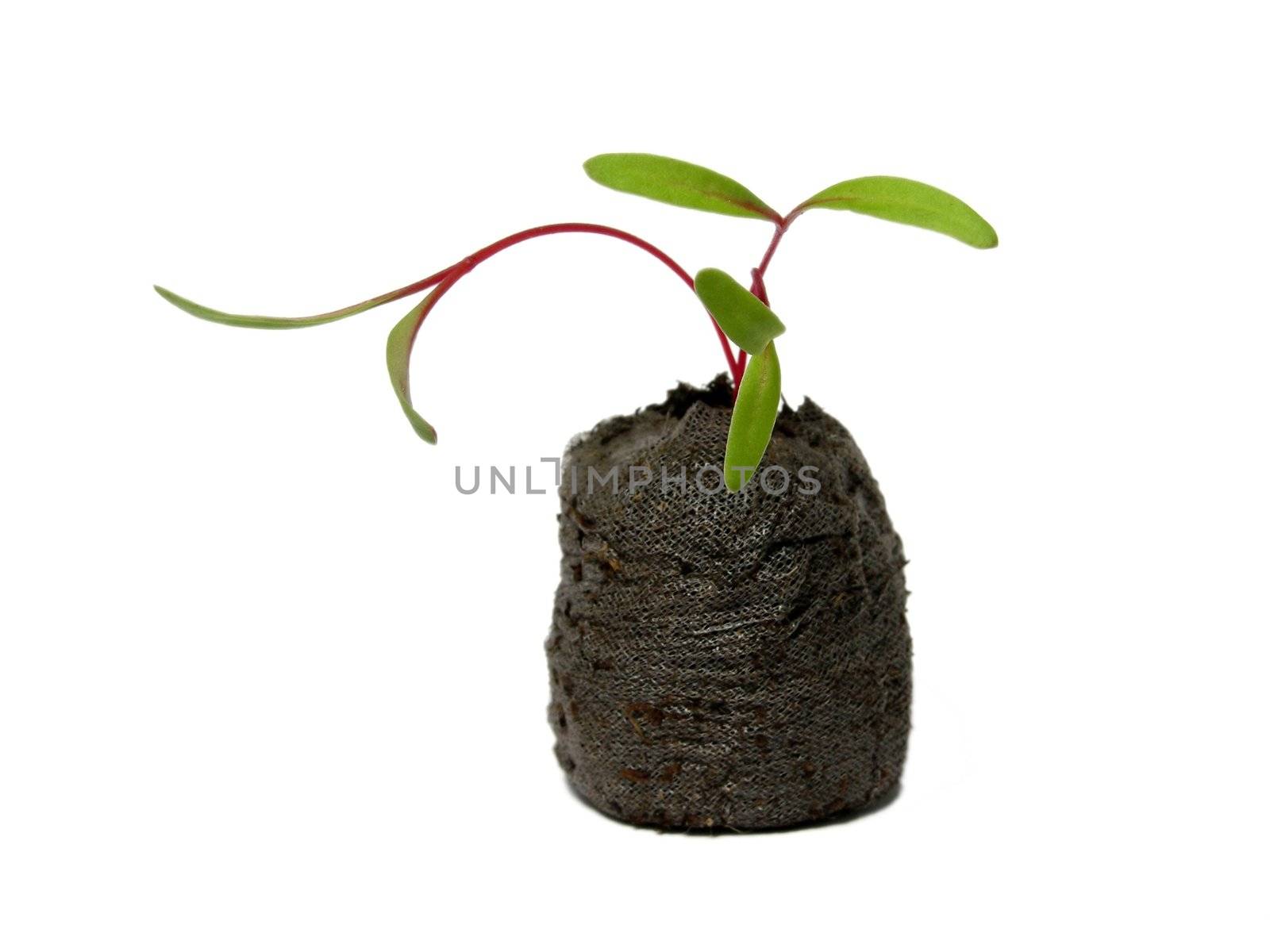 Seedling in a peat pot - mangold (Beta vulgaris)