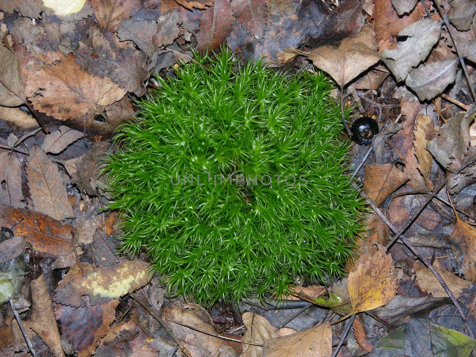 Moss on fall leaves