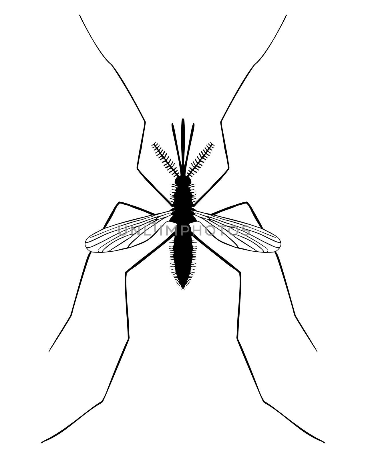 Midge