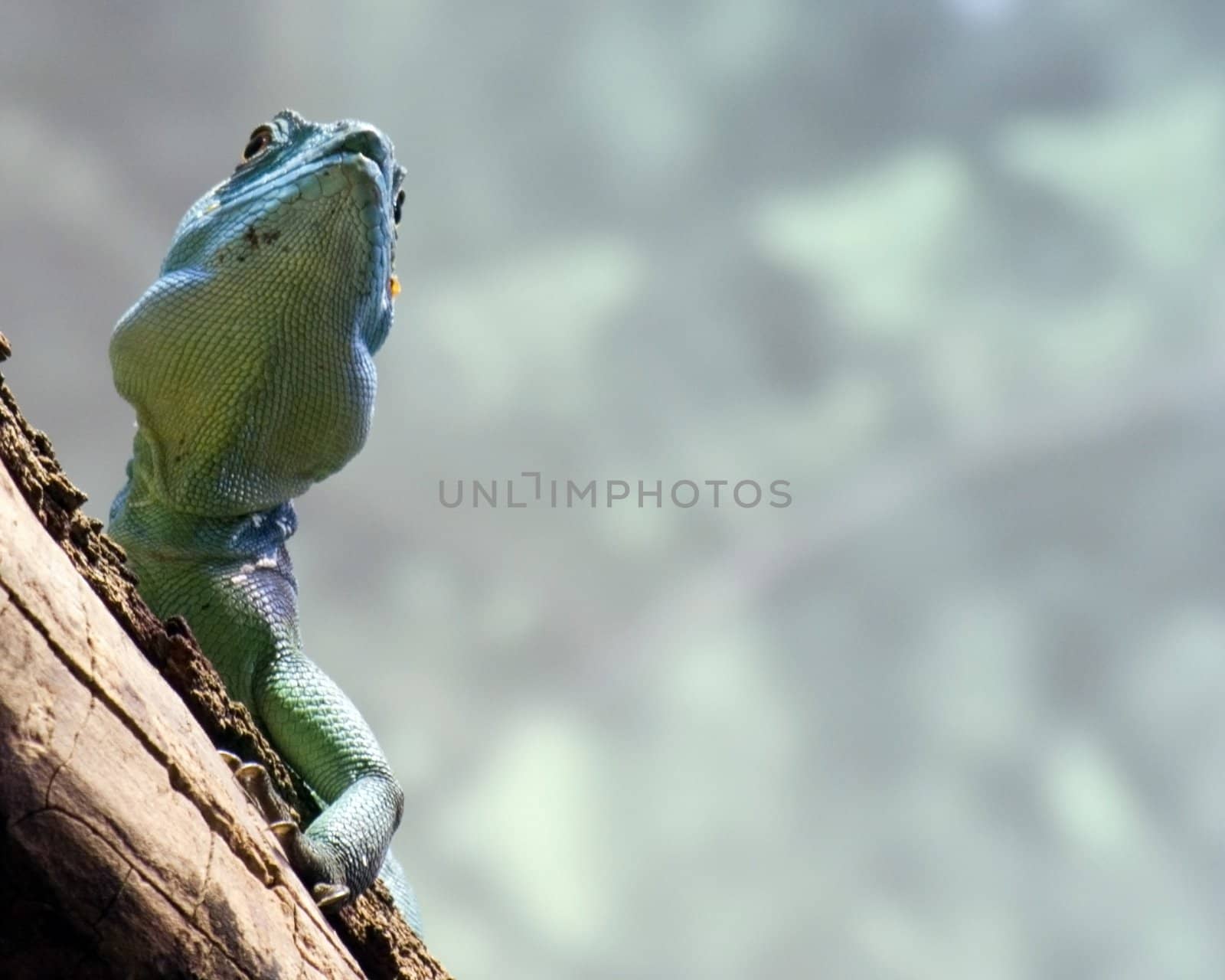 A lizard perched on a tree branch.