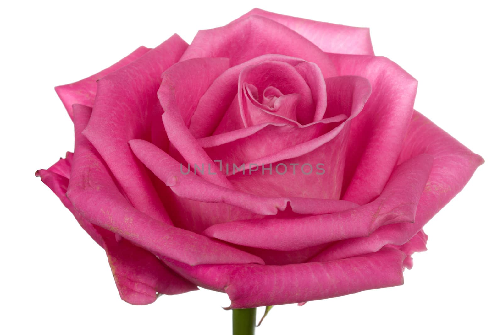 close-up head of single pink rose, isolated on white