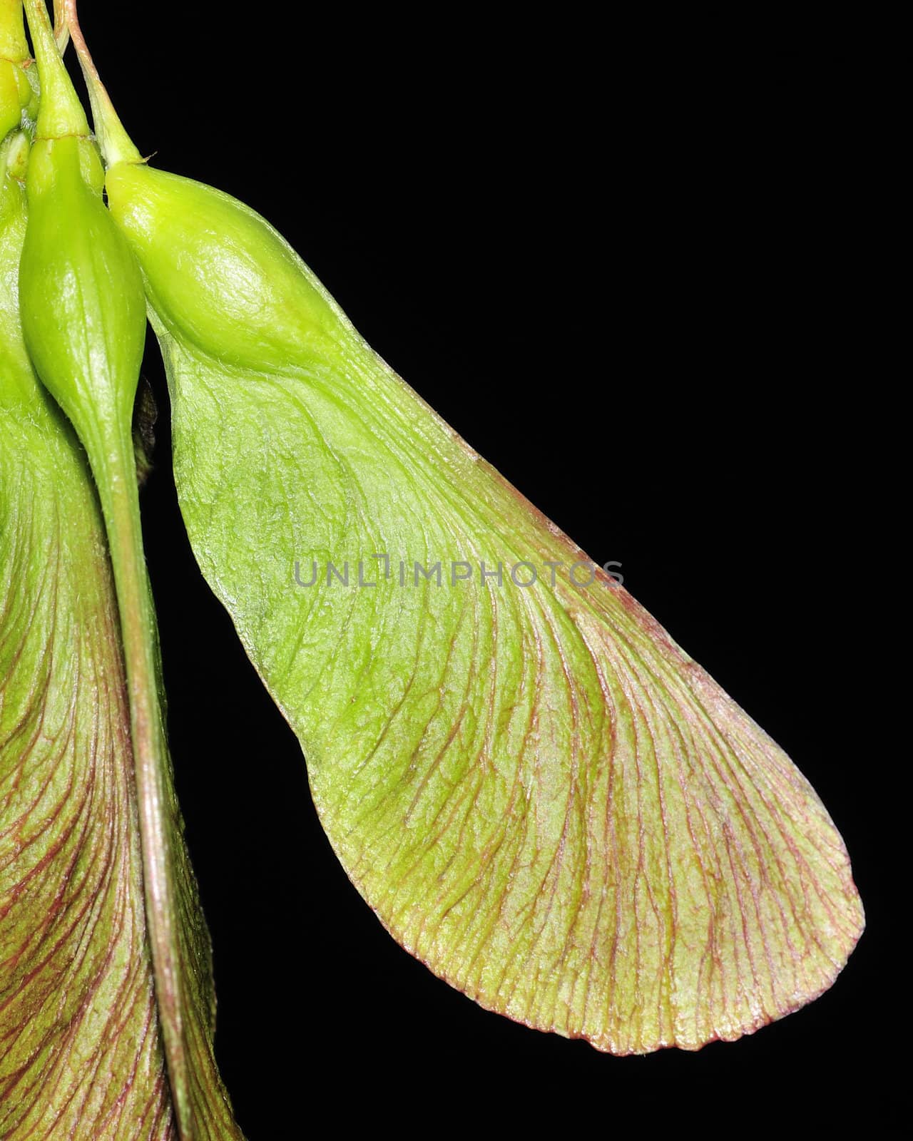 A group of early spring maple tree seeds.