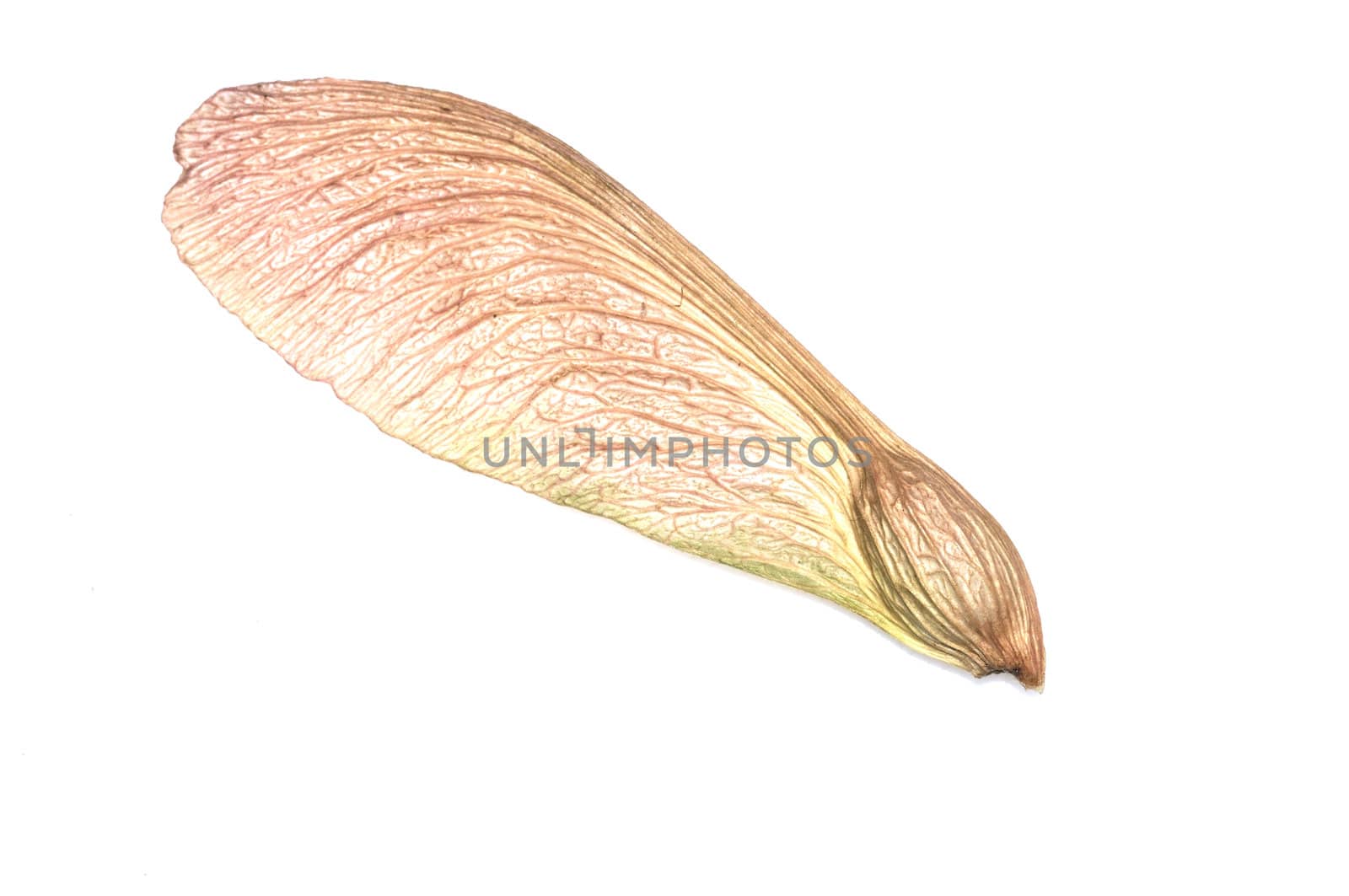 A single maple seed on a white background.