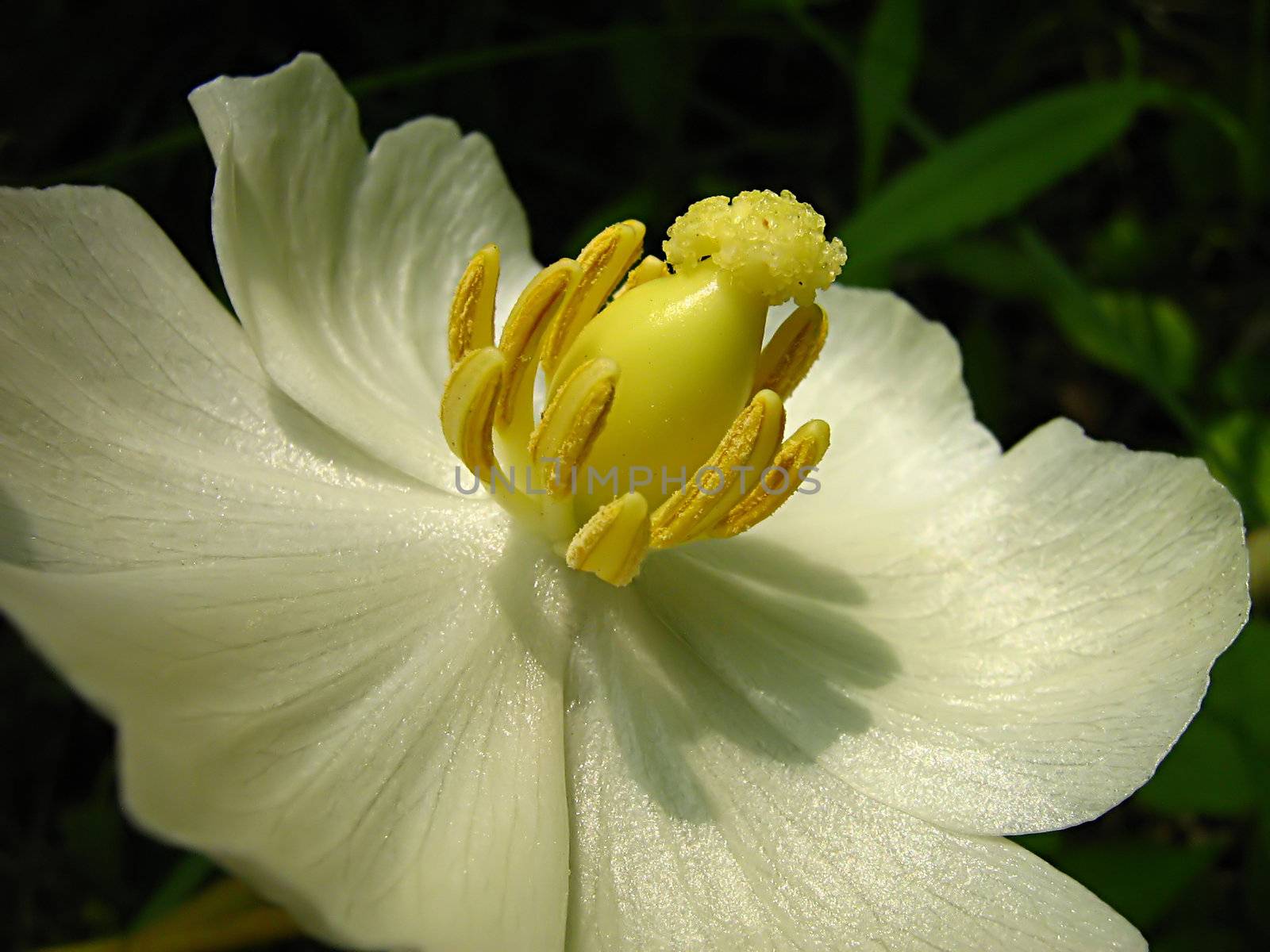 A photograph of a white flower in a field.