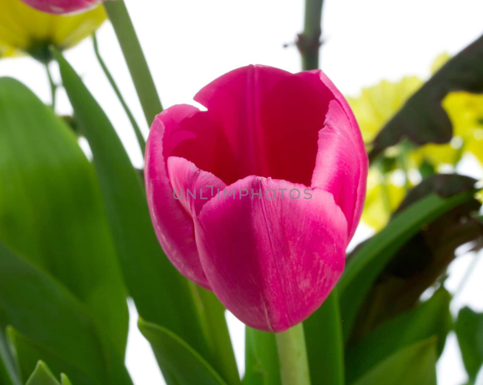 close-up single tulip in flowers bouquet, isolated on white