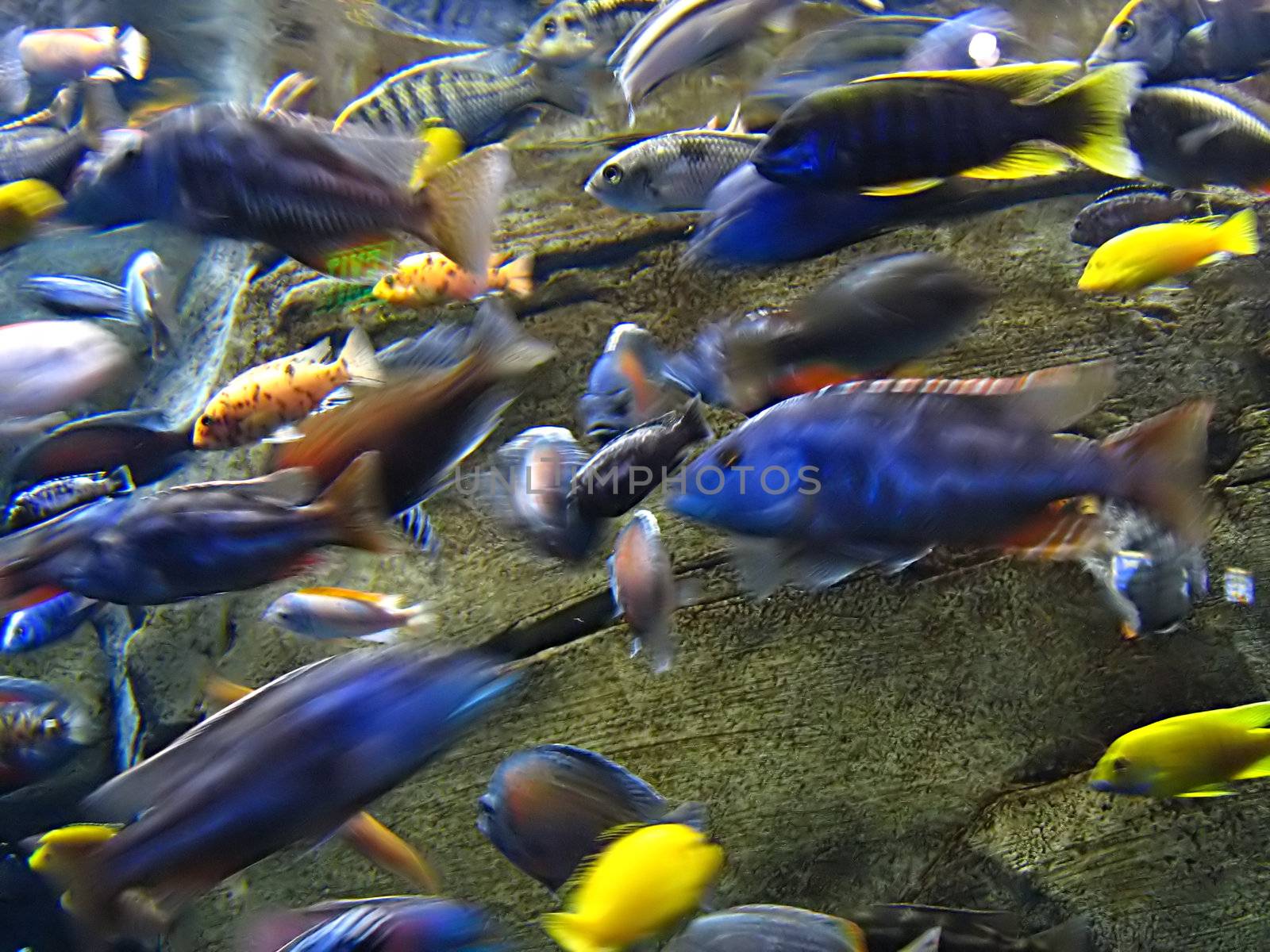 A photograph of fish in an ocean.