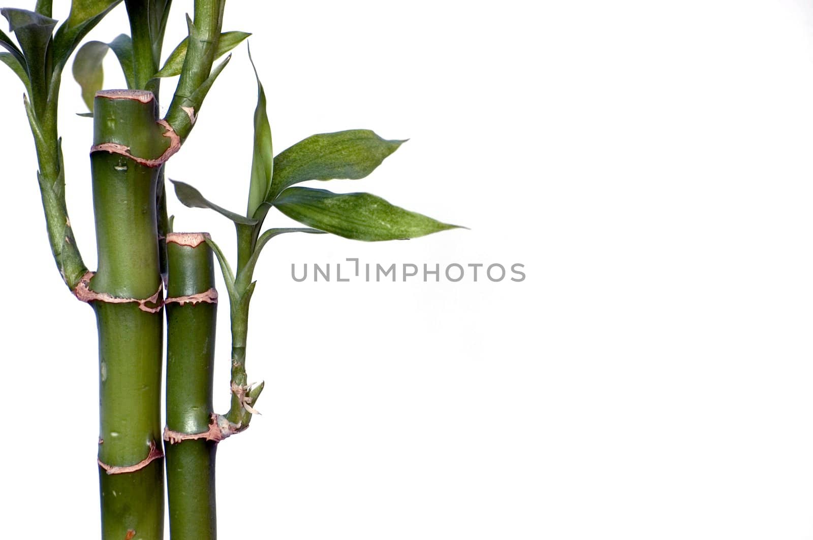 A pair of bamboo shoots against a white background.