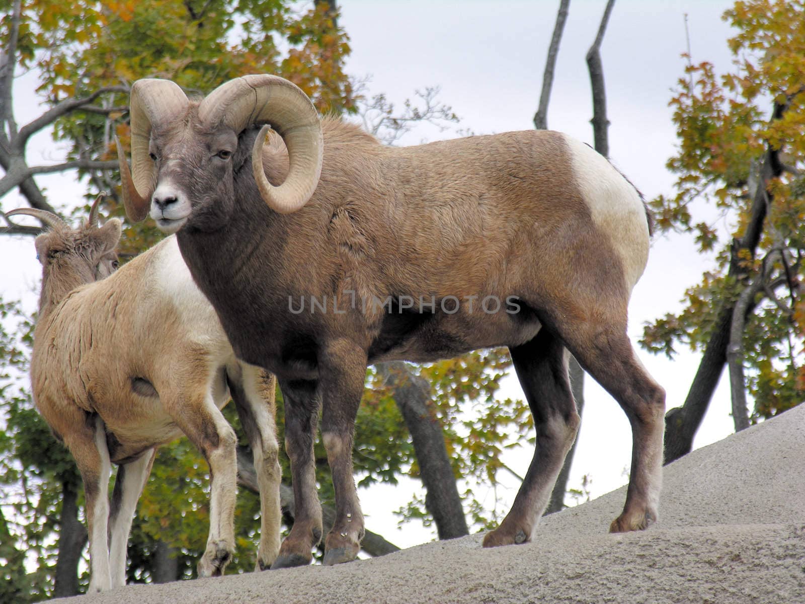 A pair of big horn sheep perched on a rock.
