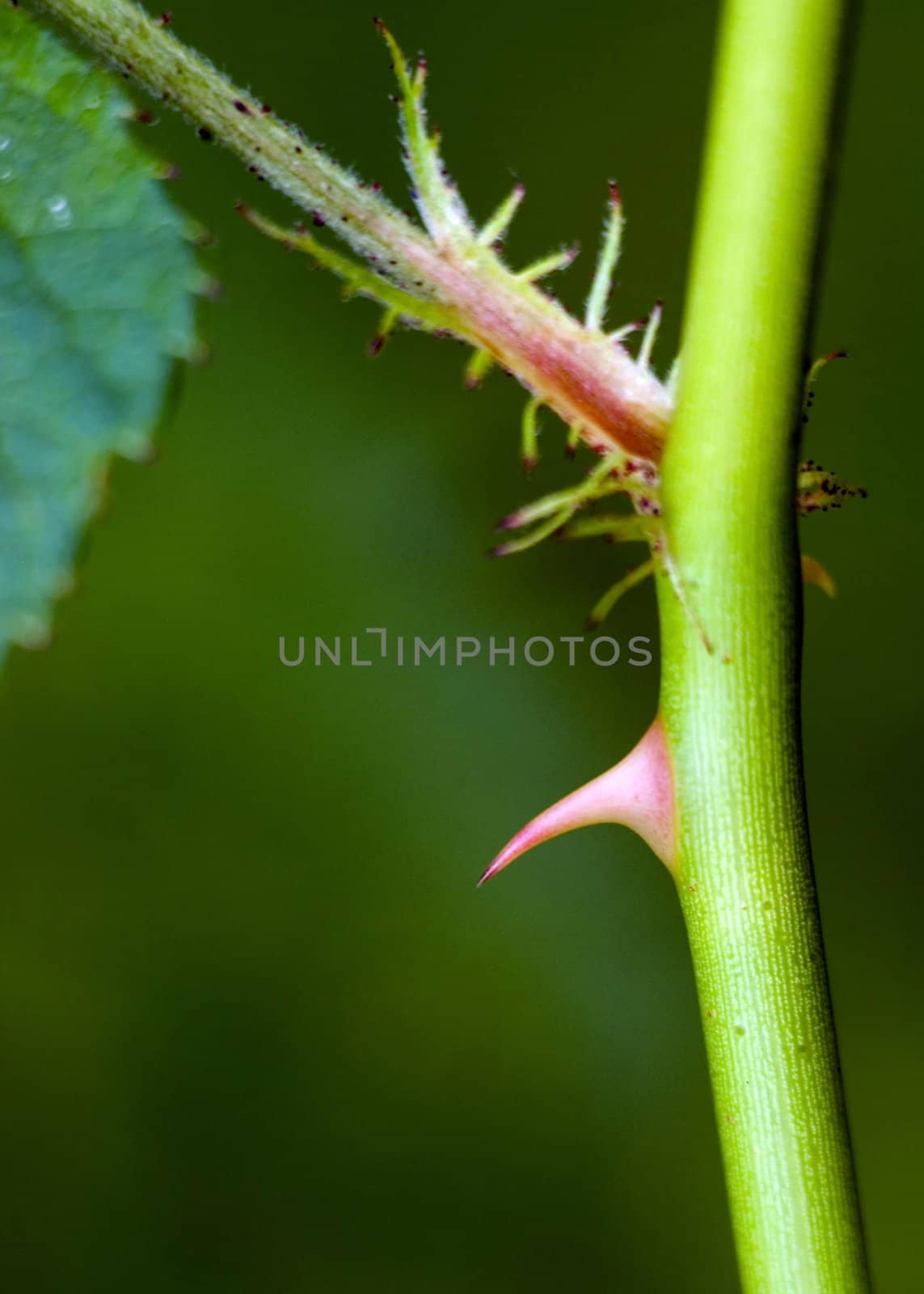 A raspberry stem showing a sharp thorn.