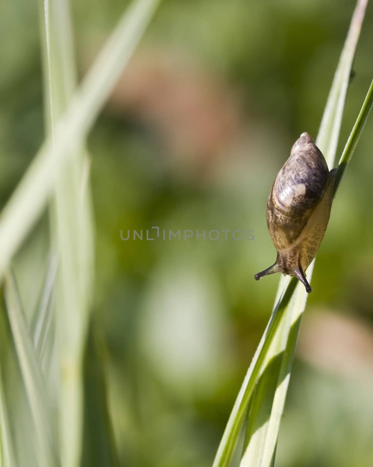A garden snail perched on a blade of grass.