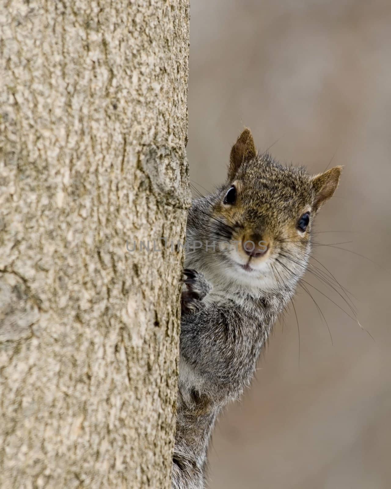 A gray squirrel perched on a tree trunk.