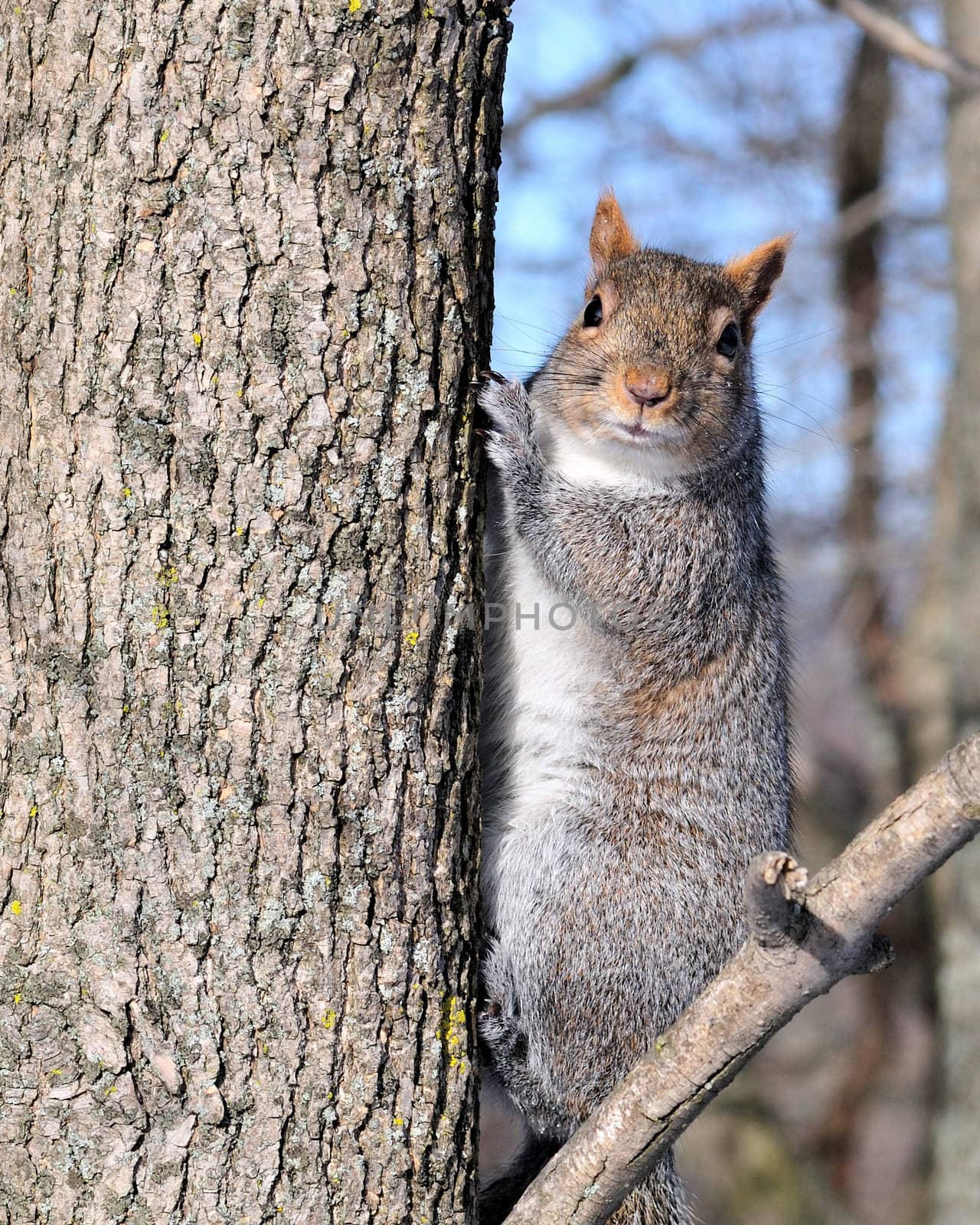 A gray squirrel perched on a tree trunk.