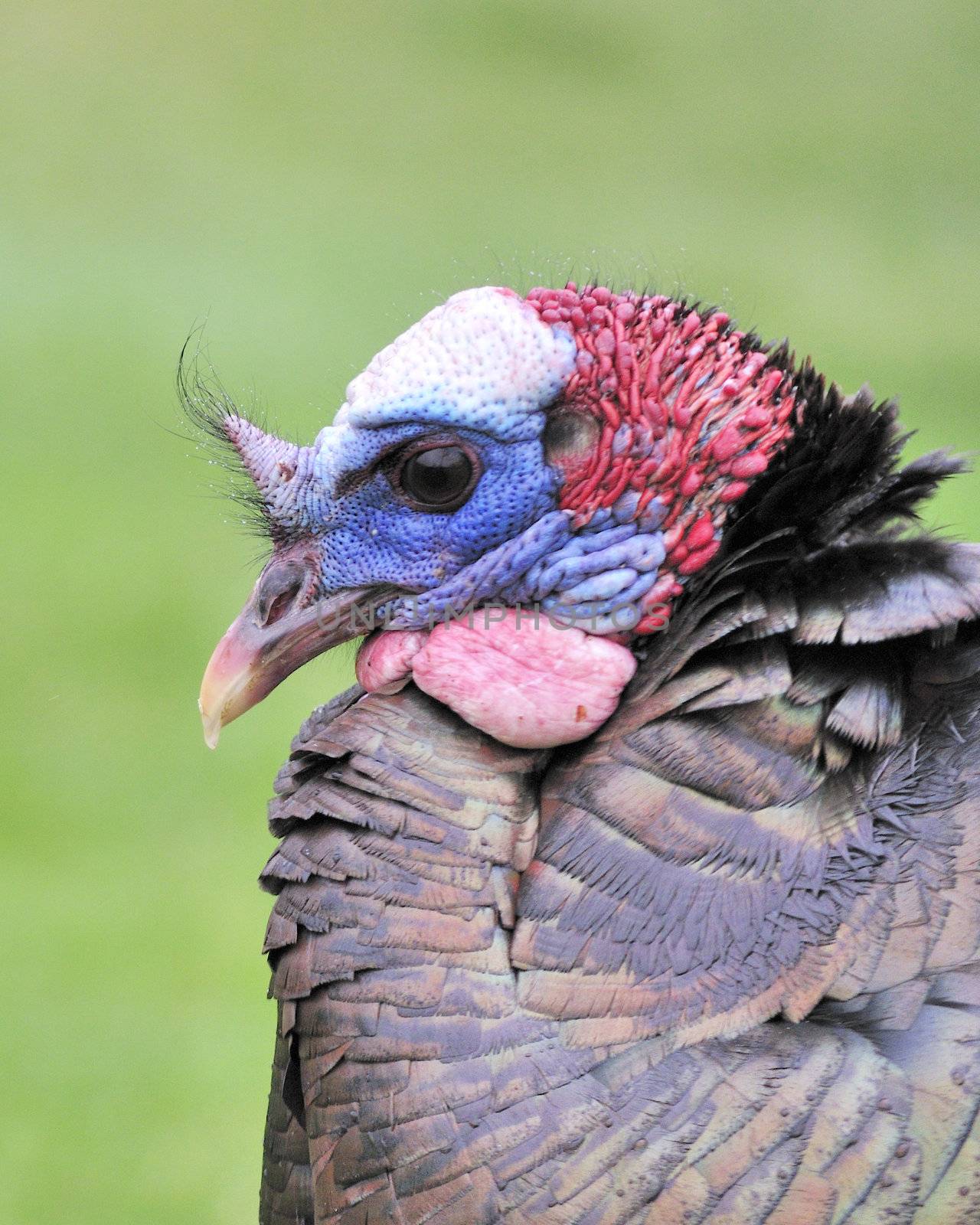 Close-up head shot of a male wild turkey in the rain.