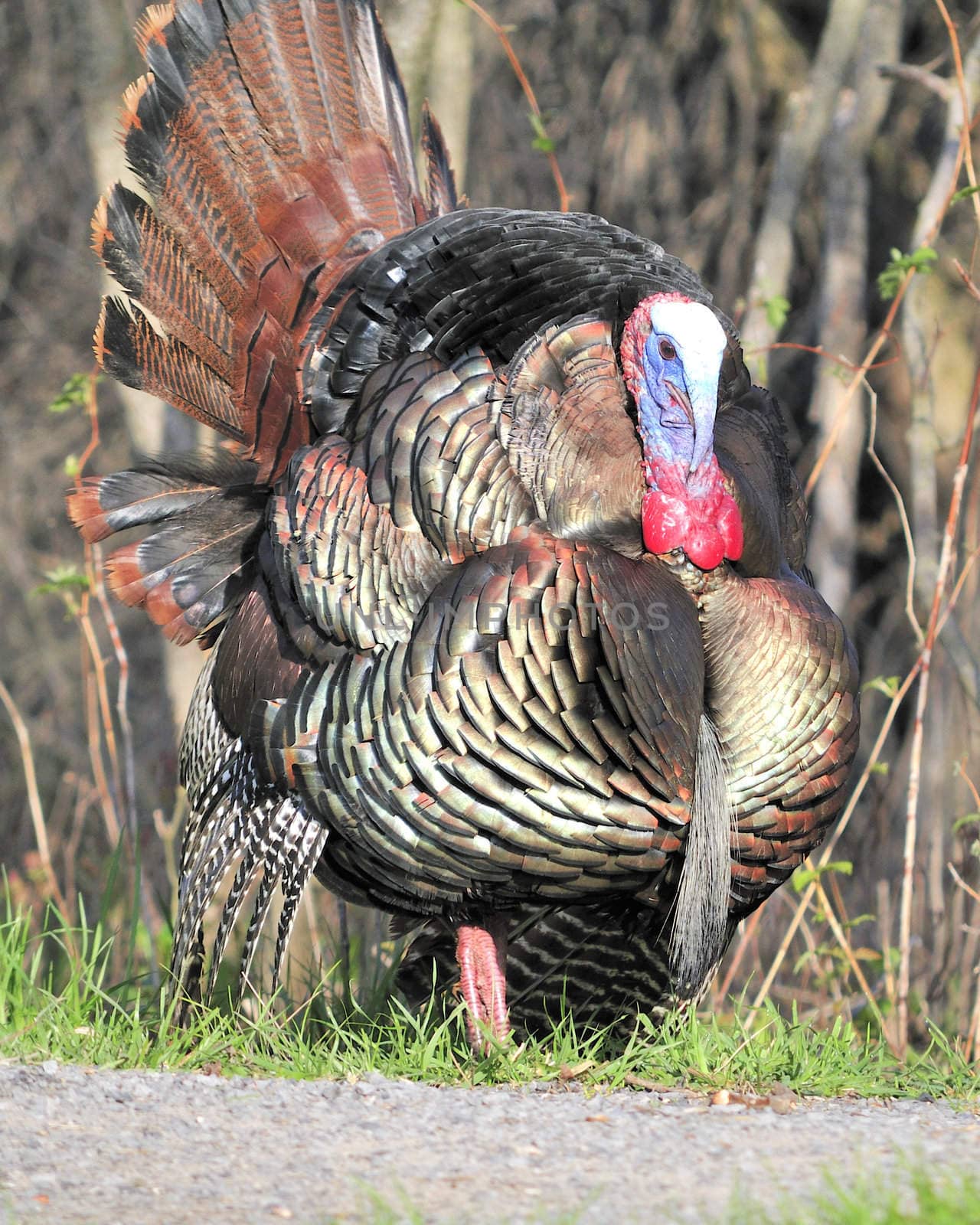 Wild Turkey (Meleagris gallopavo) by brm1949