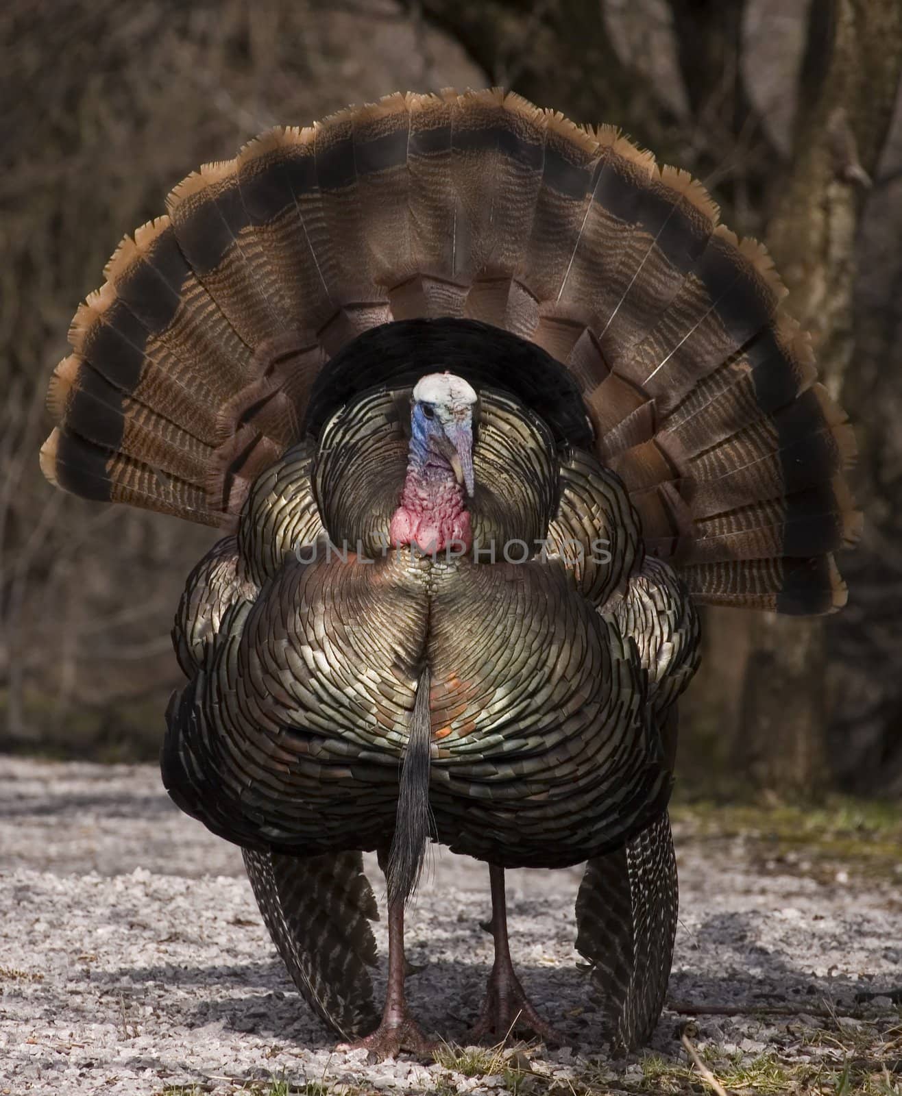 Strutting male wild turkey displaying in the spring mating season.