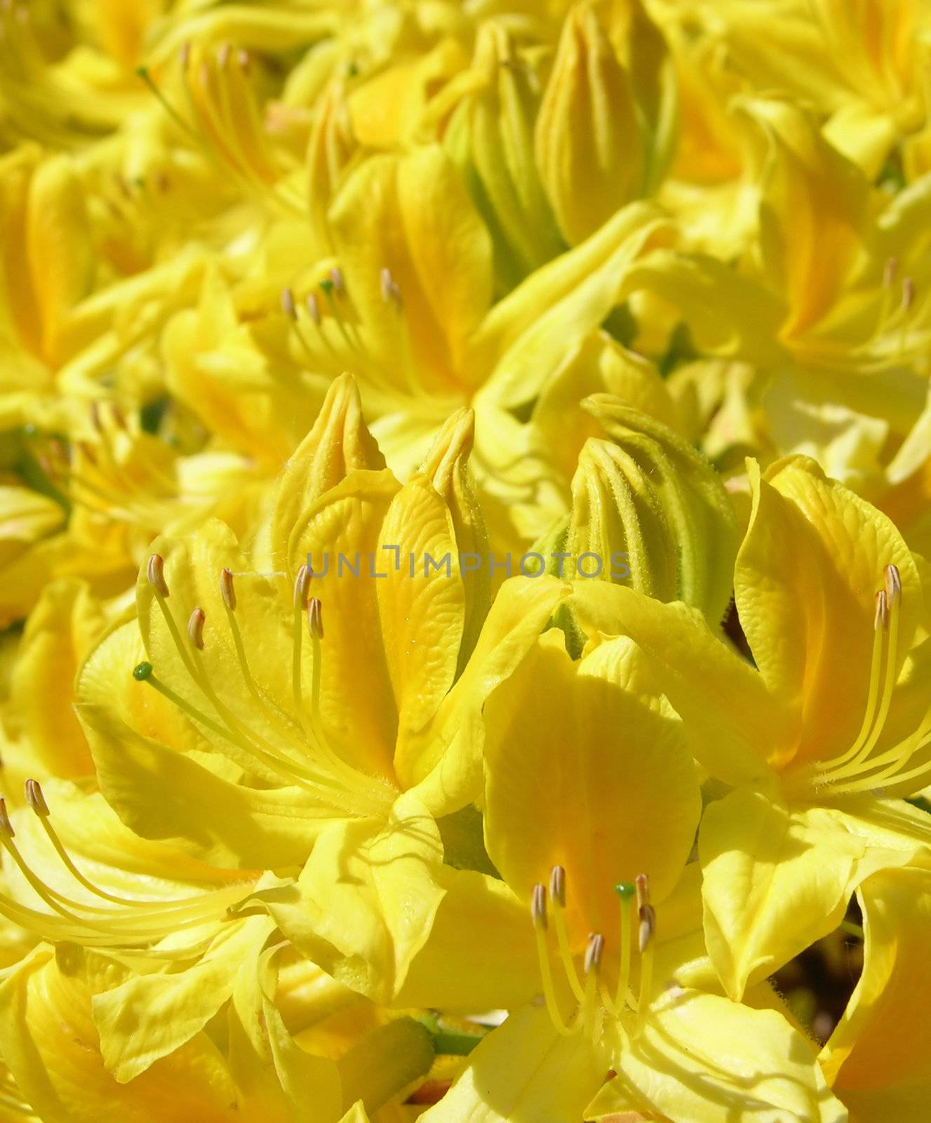 Rhododendron flower