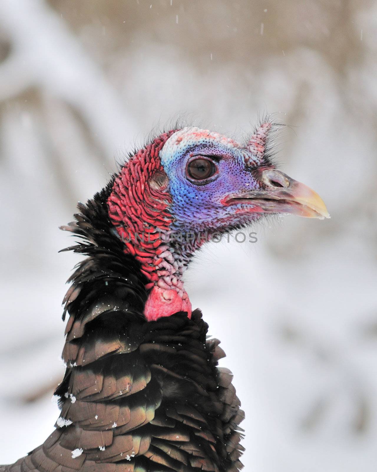 A male wild turkey close-up head shot.