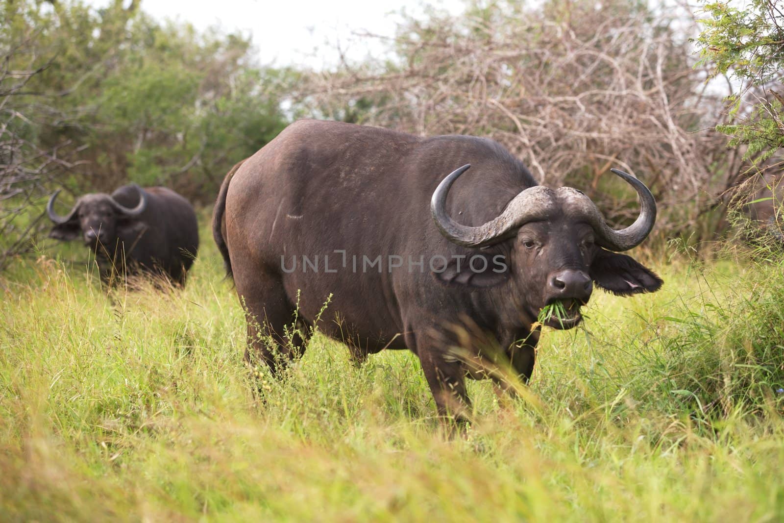 African or Cape buffalo (Syncerus caffer) near Crocodile Bridge, Kruger National Park, South Africa.