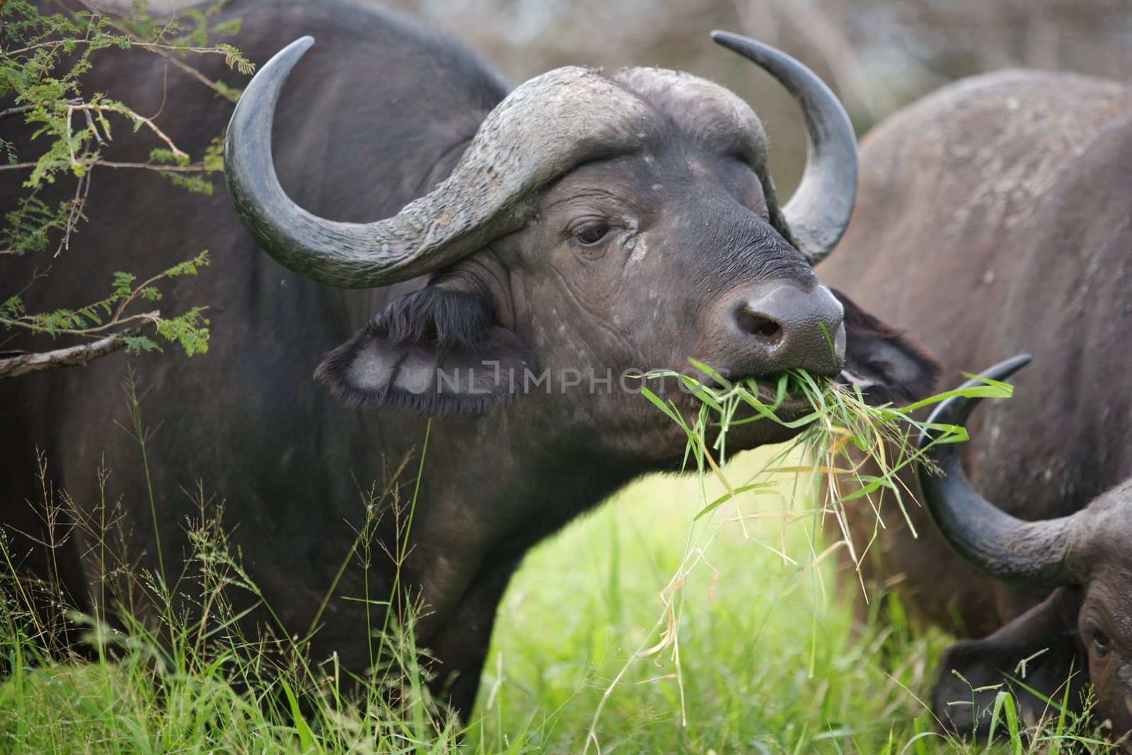 Portrait of an African or Cape buffalo (Syncerus caffer) near Crocodile Bridge, Kruger National Park, South Africa.