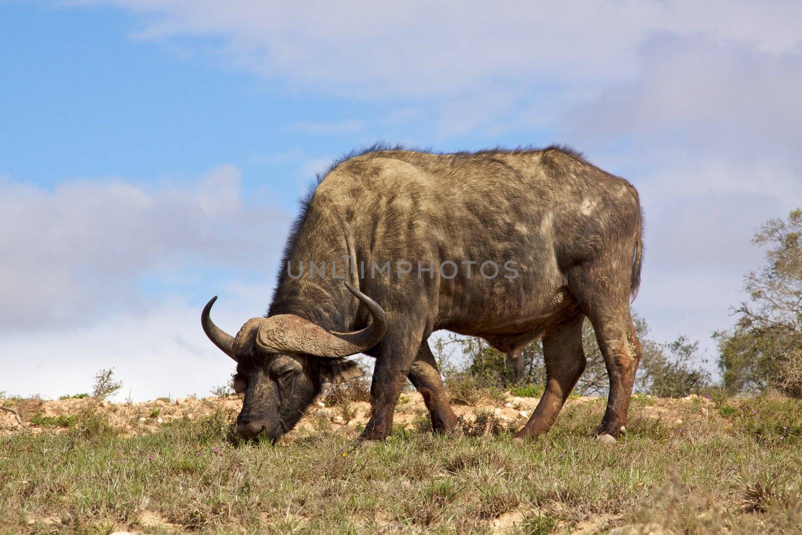 African or Cape buffalo (Syncerus caffer) bull grazing in the Addo Elephant National Park, South Africa.