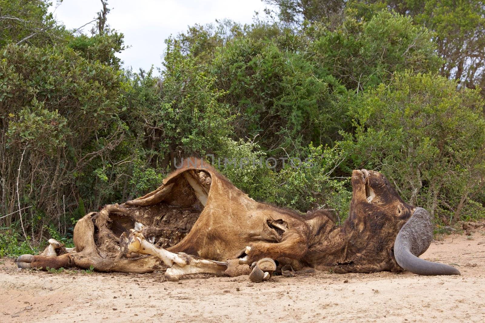 African Buffalo Carcasse by zambezi