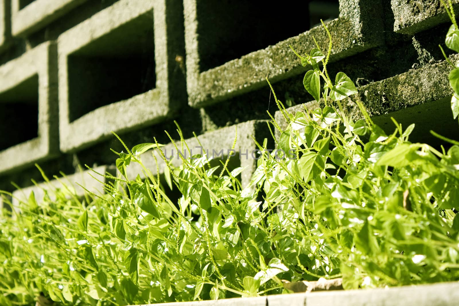 Green grass on brick wall 