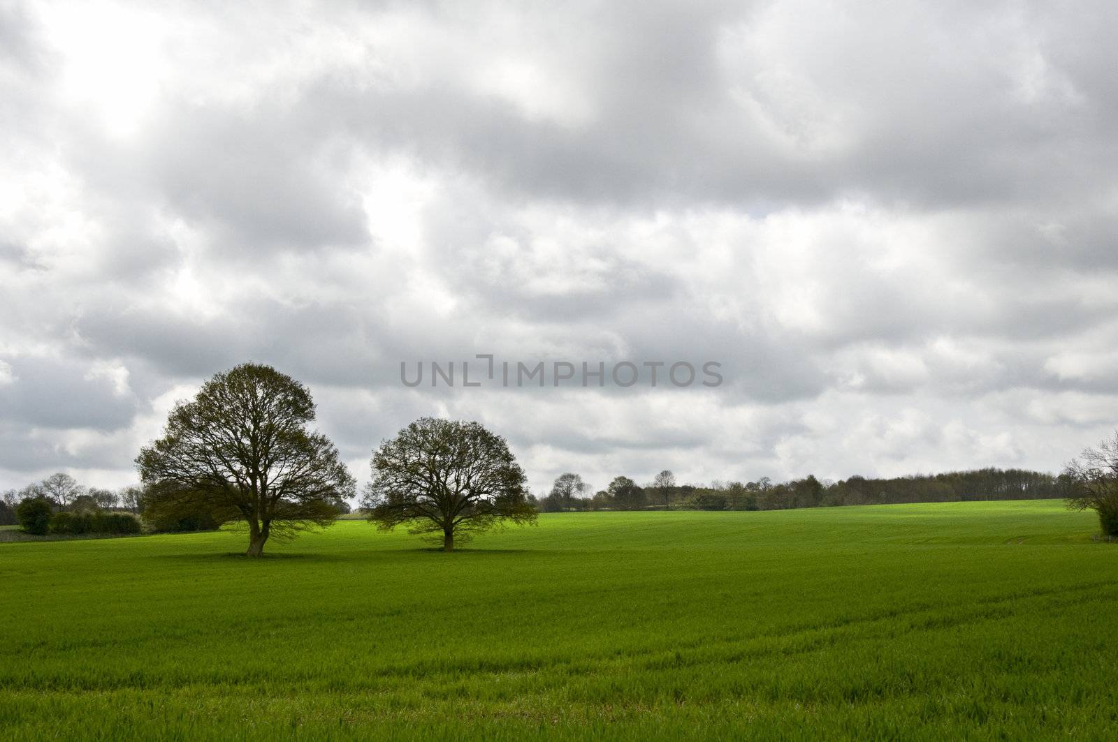 Two oak trees in a field in winter