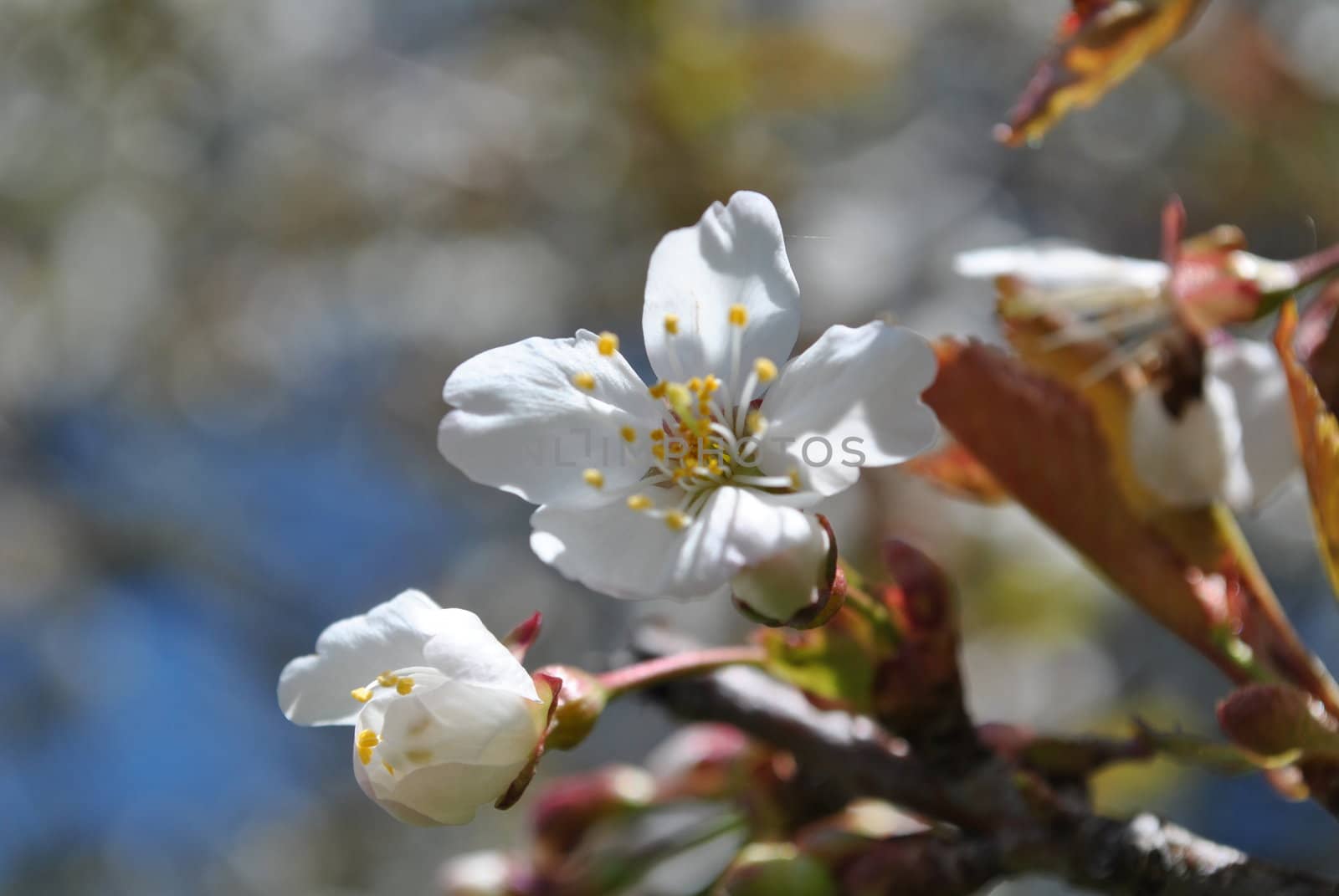 white cherry blossom