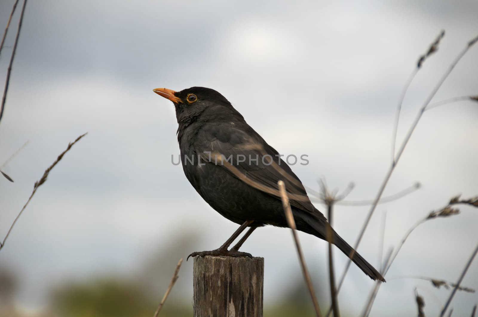 A bird sitting on a fence post with a cloudy sky in the background