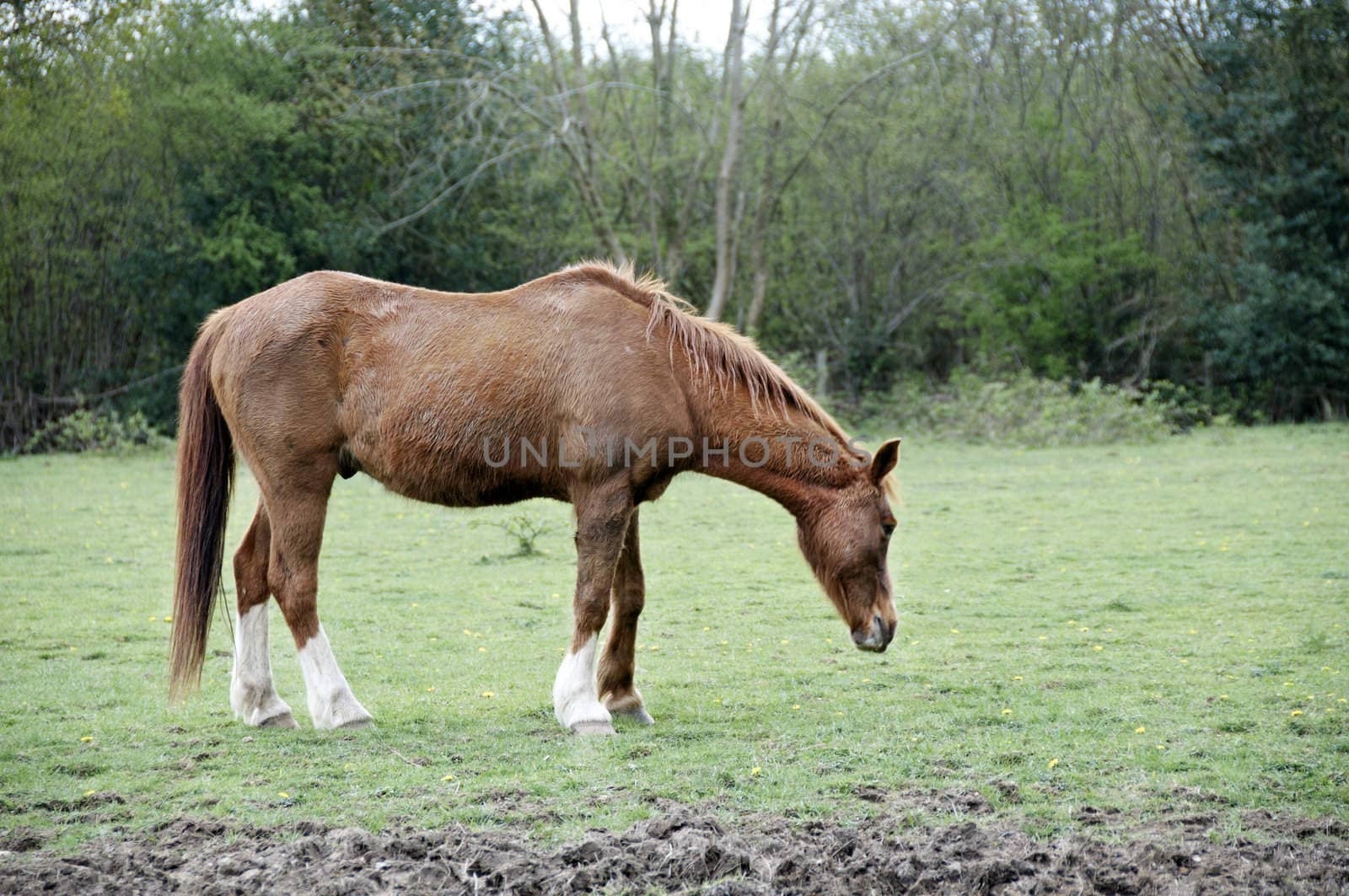 A brown horse grazing in a field