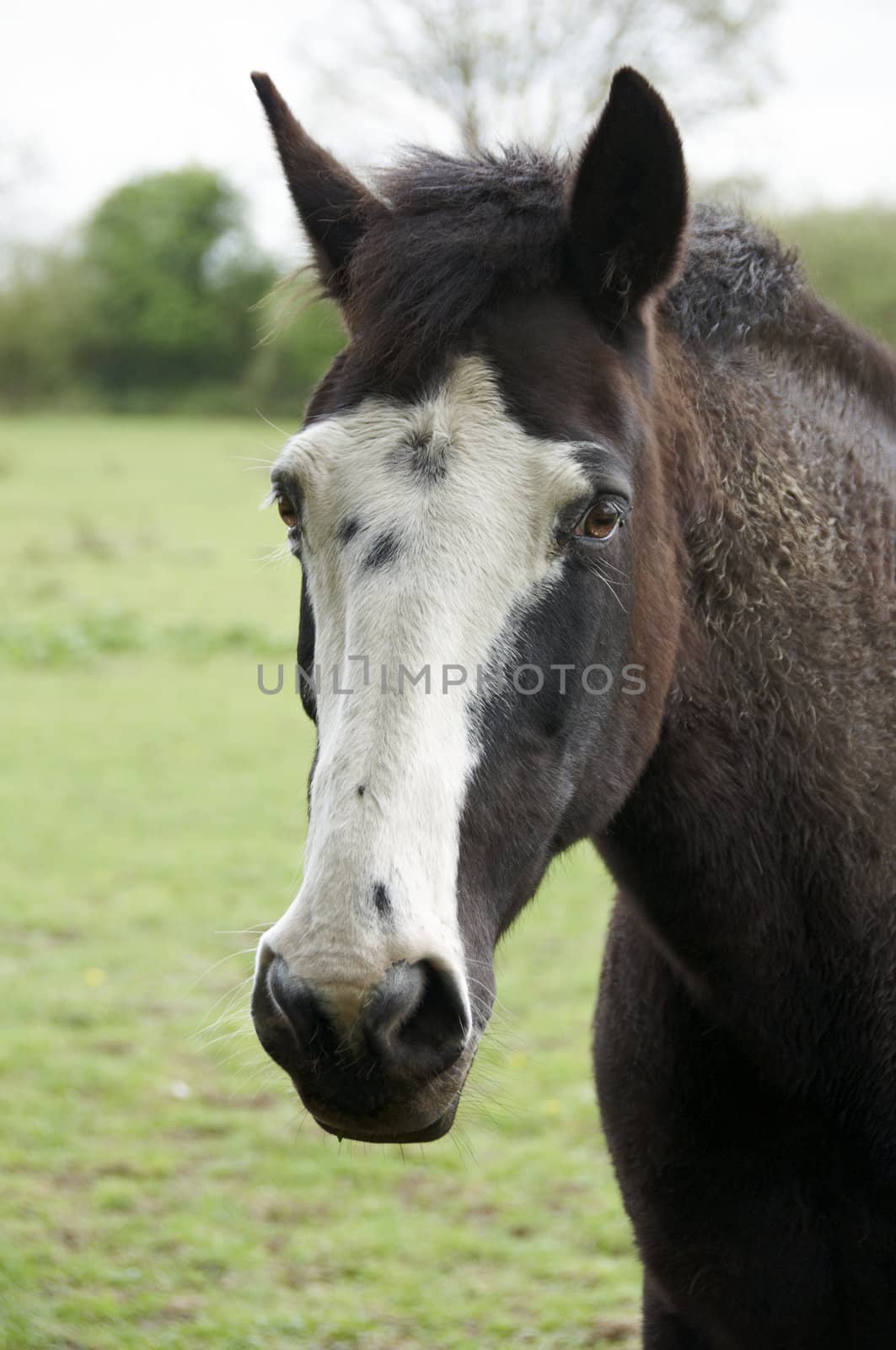 A portrait of a horse in a field