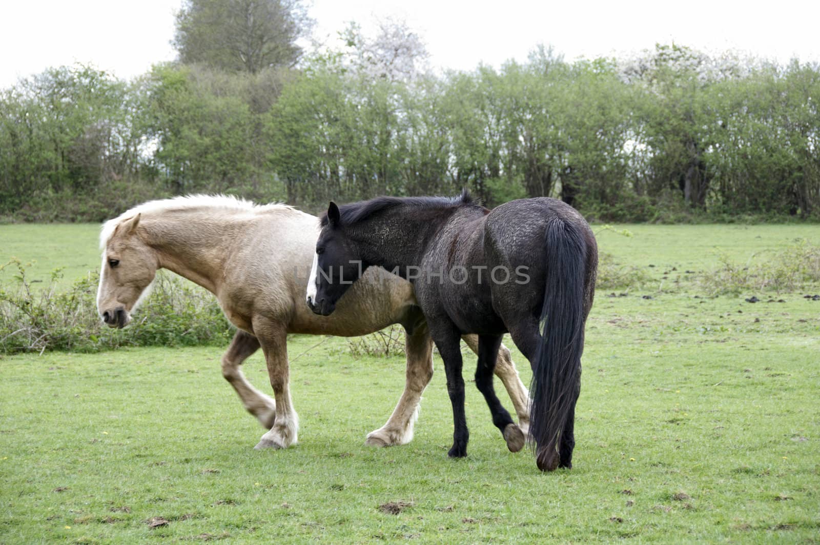 Two horses in a field with trees in the background