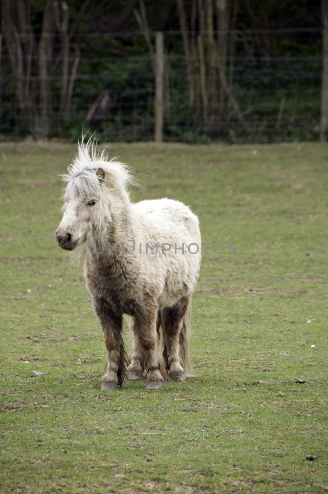 Shetland pony in a field with trees in the background