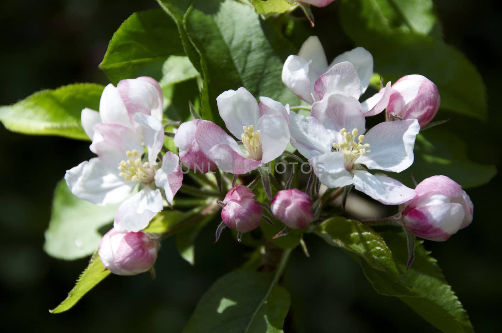 Detail of some apple blossom on a tree