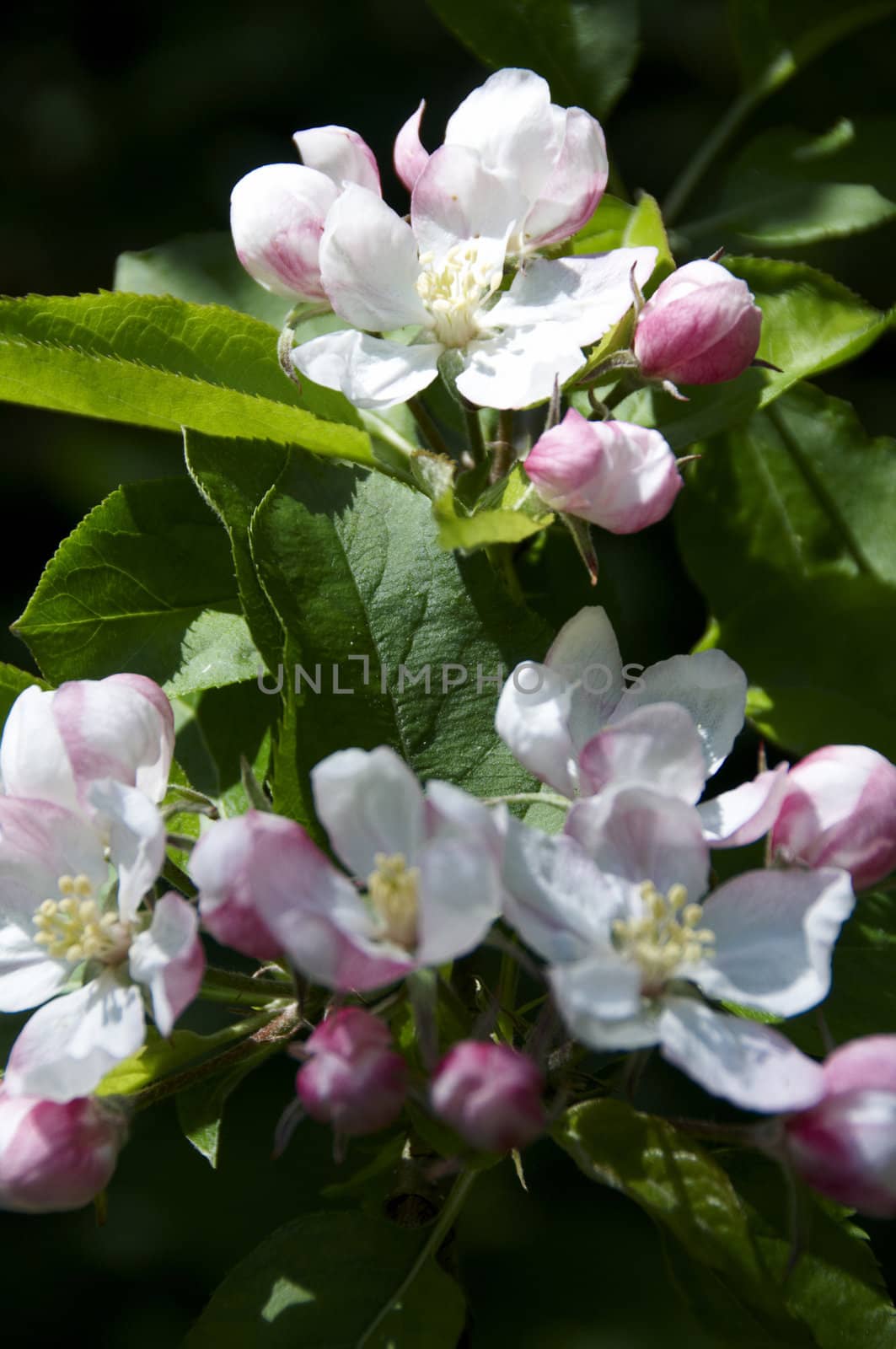 Detail of some apple blossom on a tree