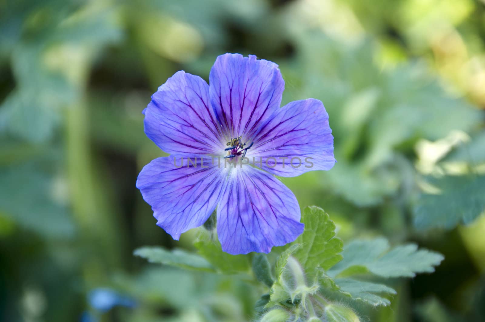 Detail of a purple geranium with a green background