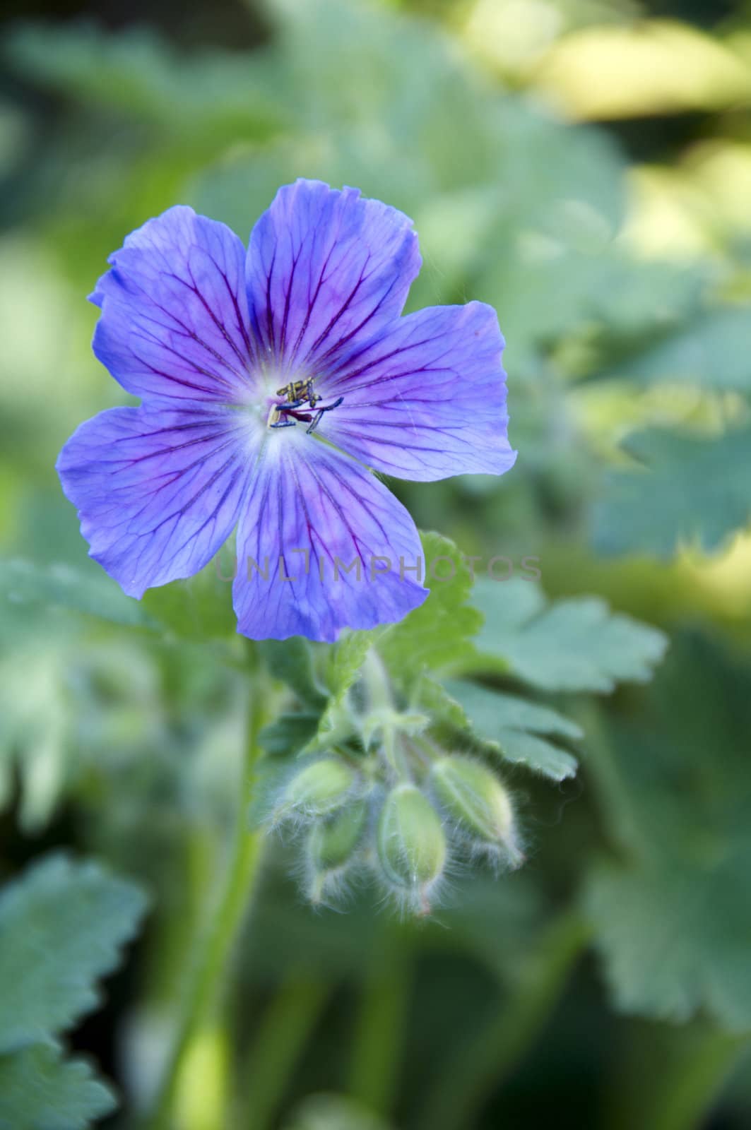 Detail of a purple geranium with a green background