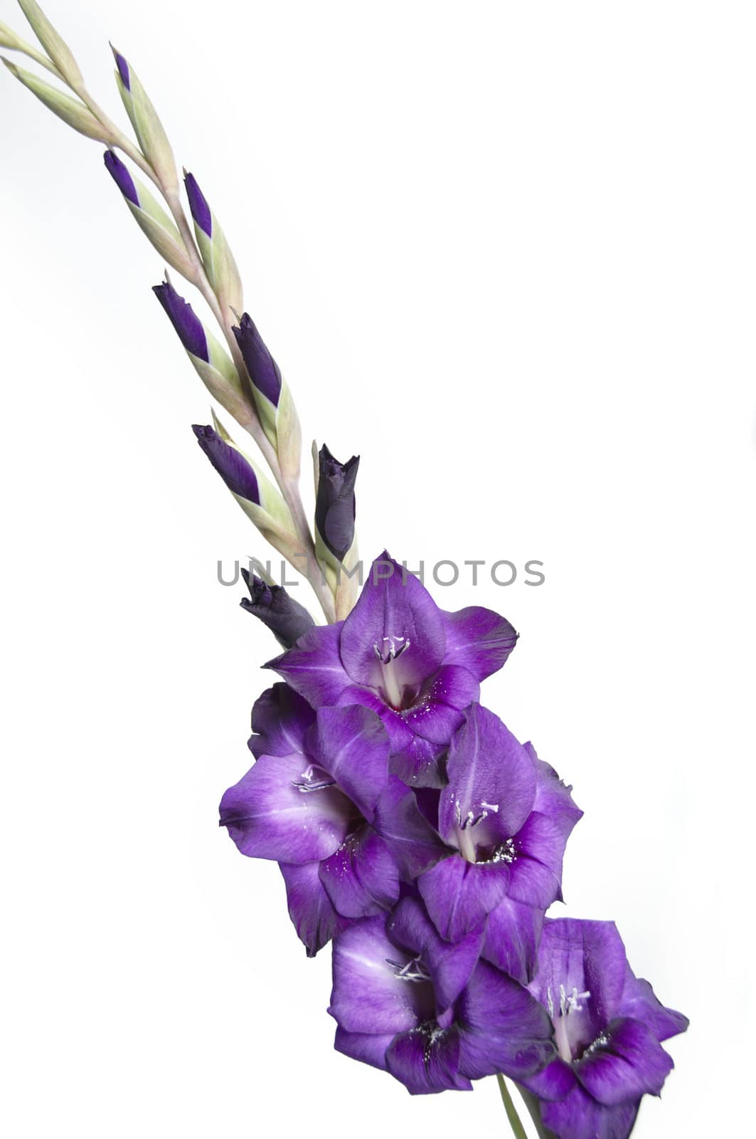 A purple gladiolus isolated on a white background