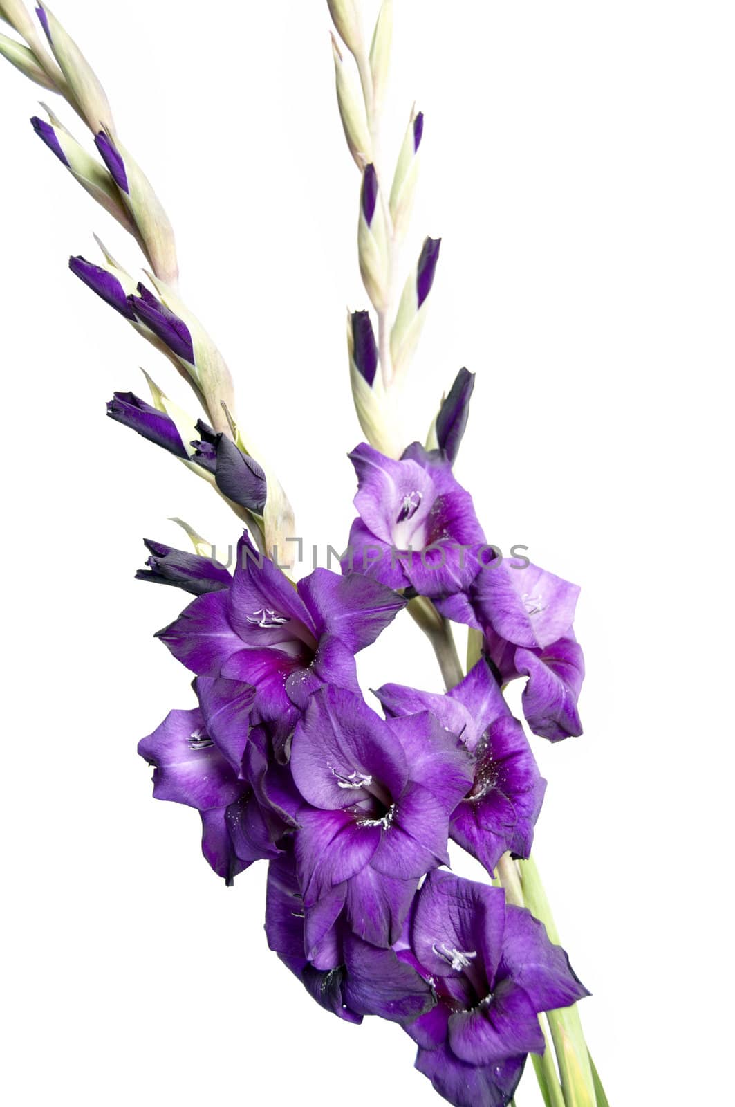 A purple gladiolus isolated on a white background