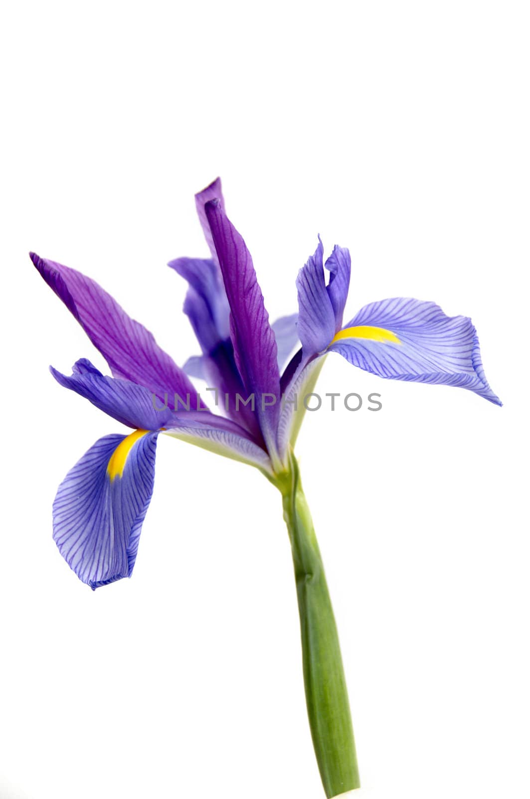 A purple and yellow Iris isolated on a white background