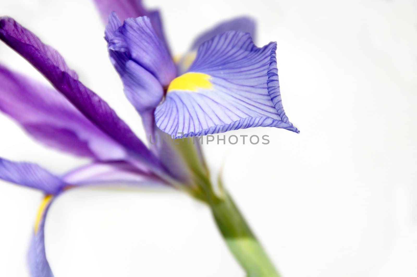 A purple and yellow Iris isolated on a white background