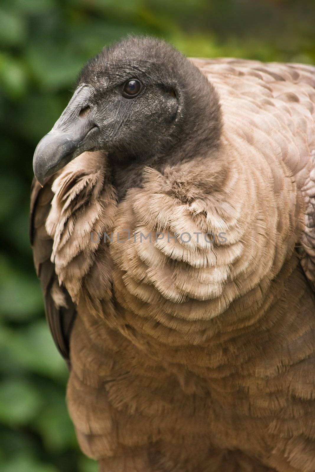 California Condor looking by Colette