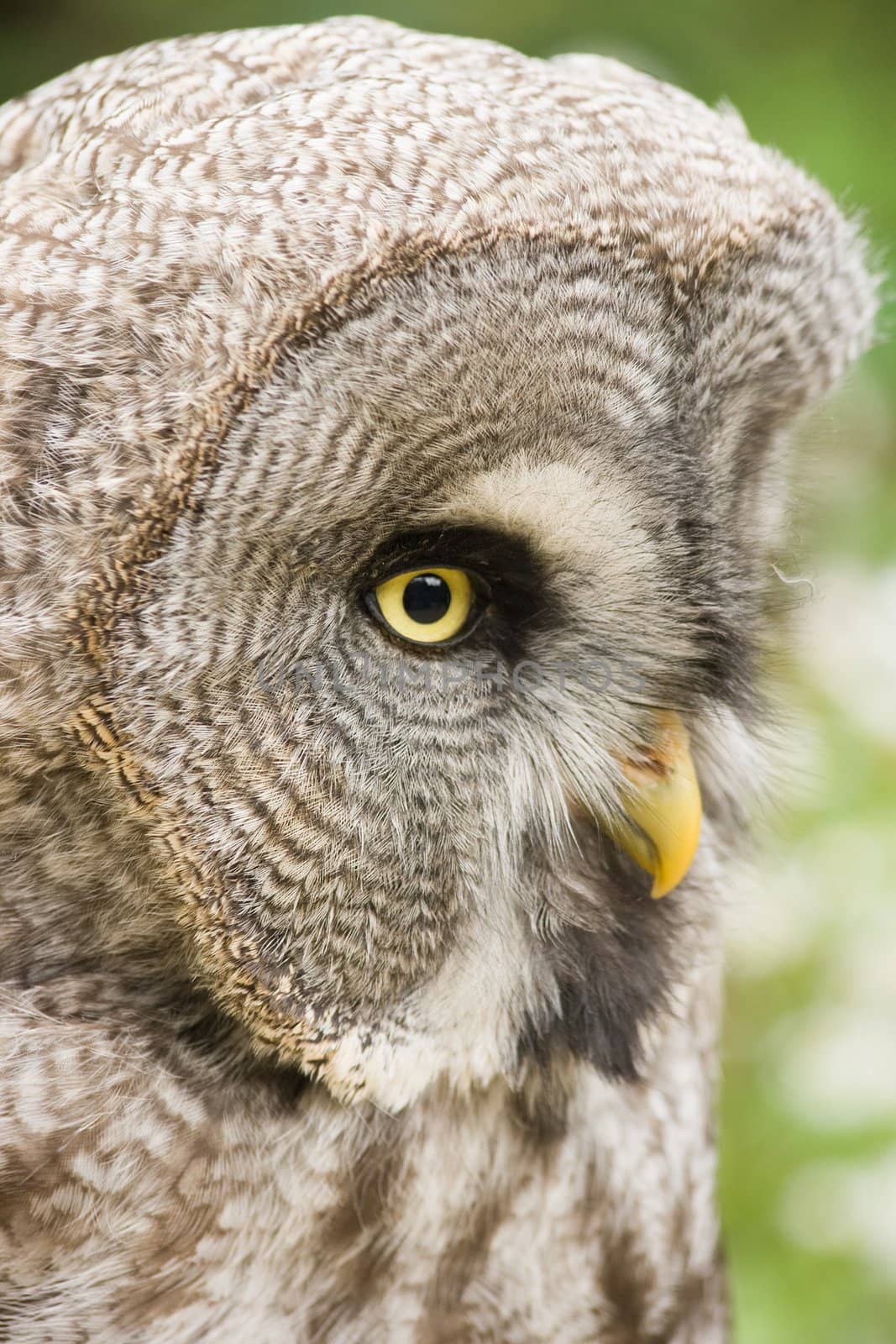 Great grey owl by Colette