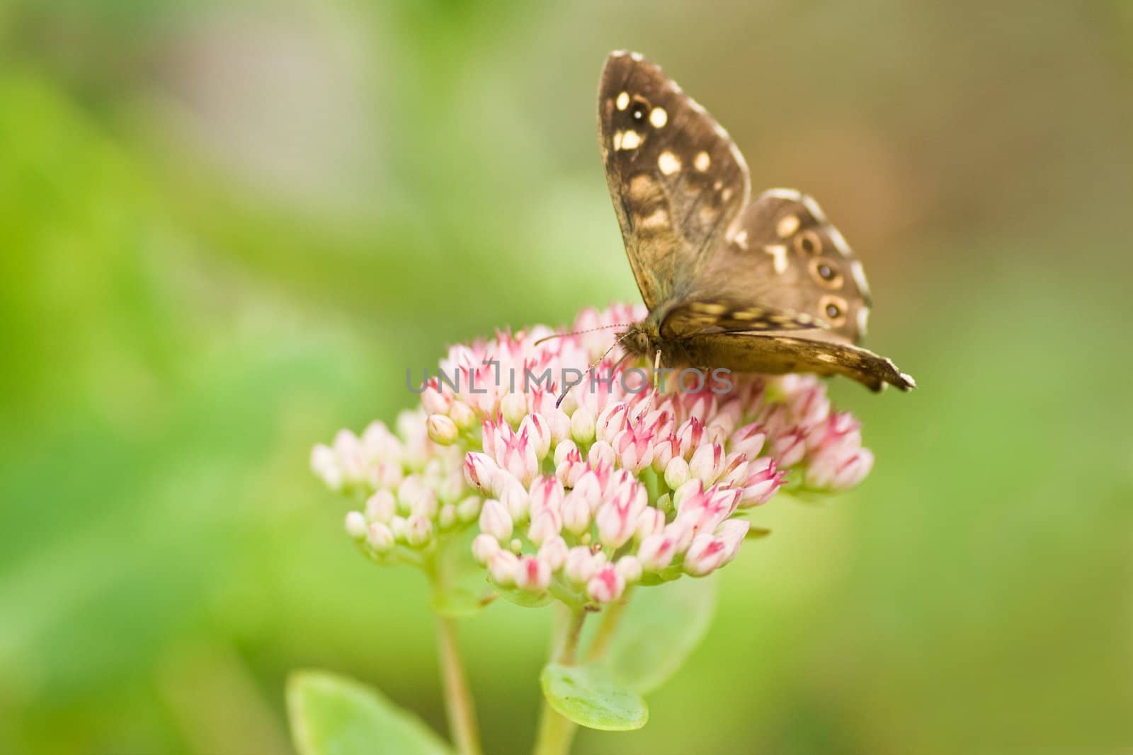 Speckled Wood on sedum flowers by Colette