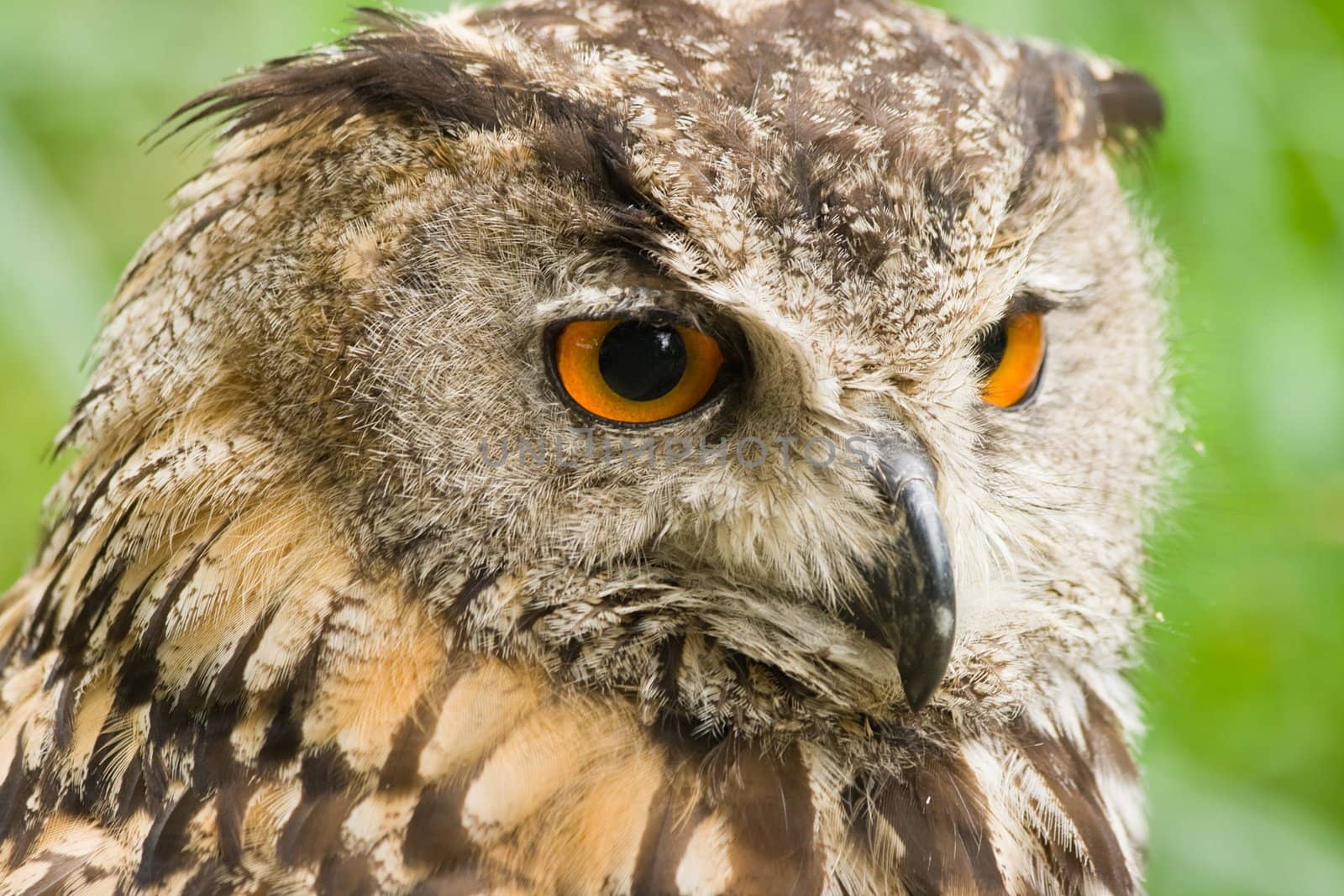 Eagle owl  by Colette