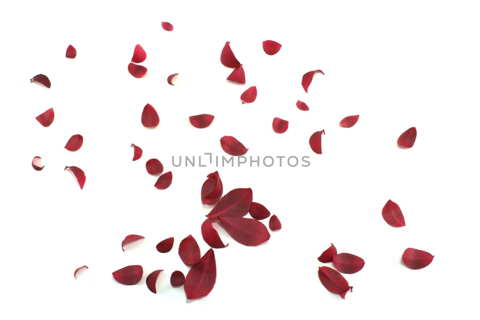Red leaves scattered across a white background.