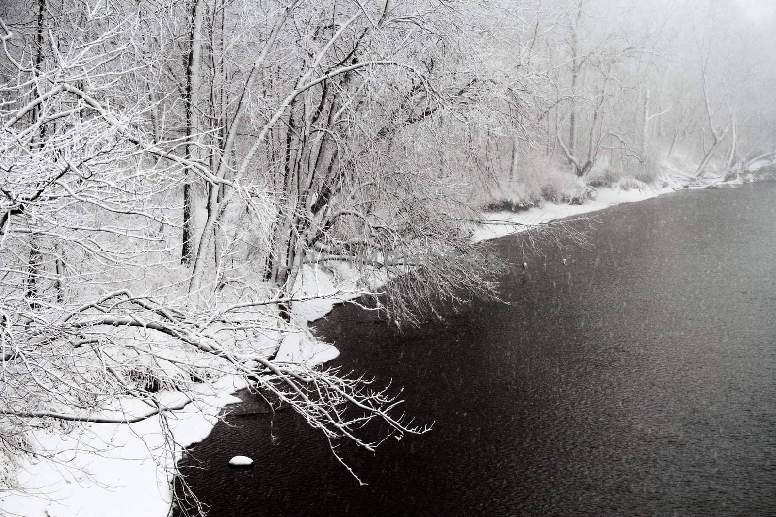 High contrast image of a river with snow covered trees on its banks.