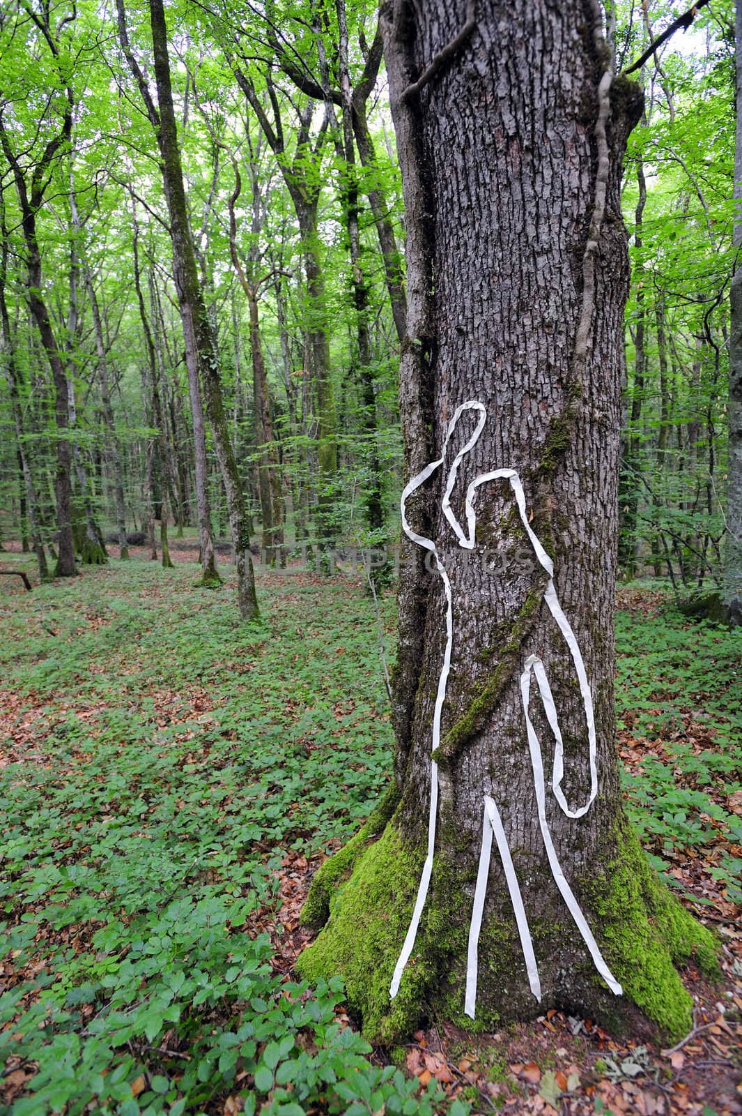 A scene of crime figure on a tree trunk in woodland. Space for text to left of image, against the undergrowth.
