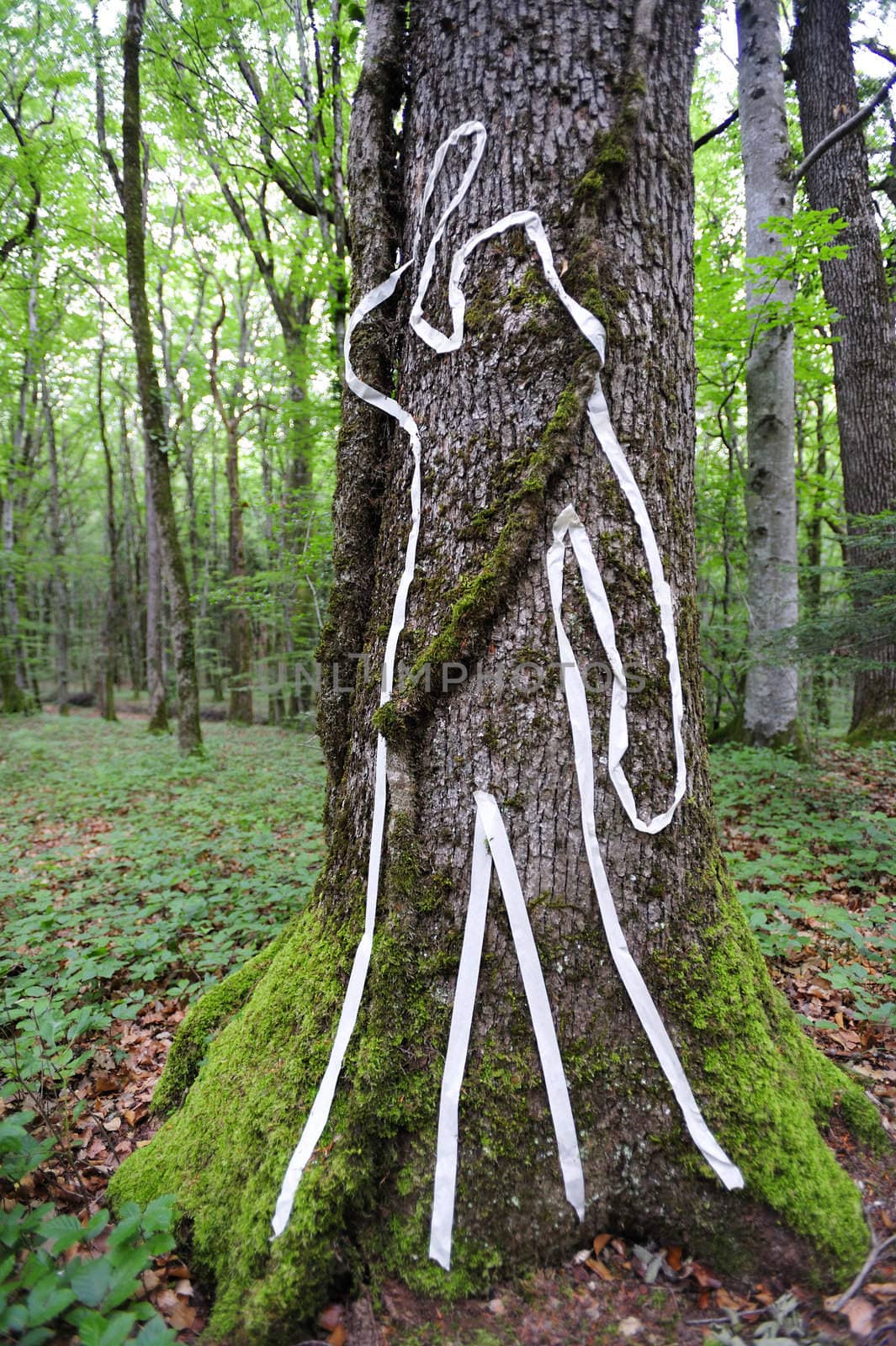 A scene of crime figure on a tree trunk in woodland